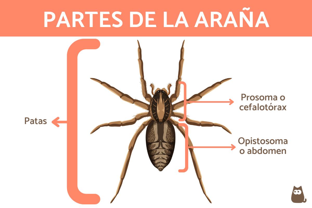 Partes de una araña
