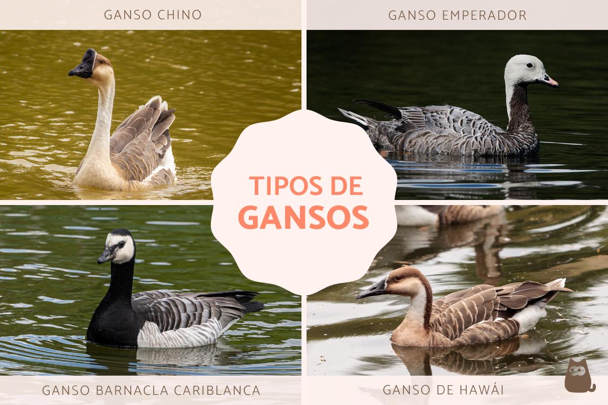 Tipos de gansos