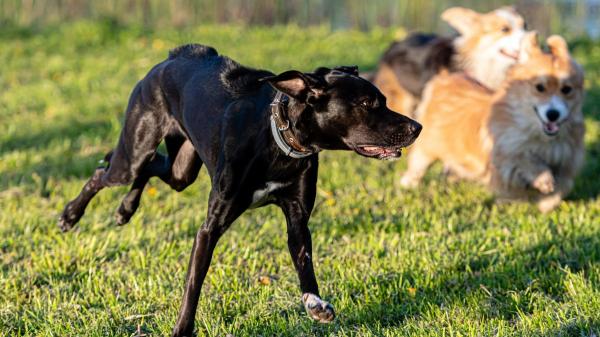 La normativa de Madrid que muchos no conocen: dónde y cuándo puedes soltar a tu perro sin que te multen - Estas son las horas en las que puedes quitar la correa a tu perro en Madrid
