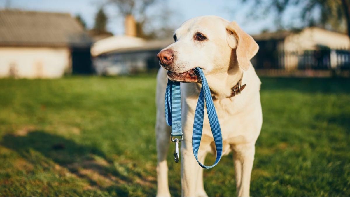 La normativa de Madrid que muchos no conocen: dónde y cuándo puedes soltar a tu perro sin que te multen