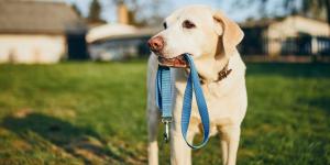 La normativa de Madrid que muchos no conocen: dónde y cuándo puedes soltar a tu perro sin que te multen