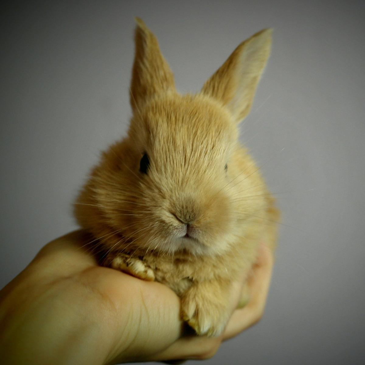 La tiña en conejos - Contagio y tratamiento