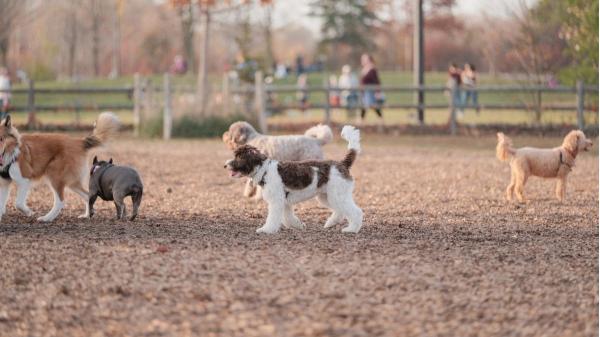 La normativa de Madrid que muchos no conocen: dónde y cuándo puedes soltar a tu perro sin que te multen - Madrid cuenta con más de 200 de zonas donde los perros pueden ir sueltos