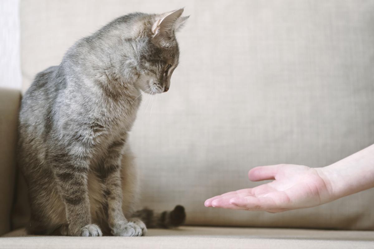 ¿Por qué mi gato no se tumba encima mío?