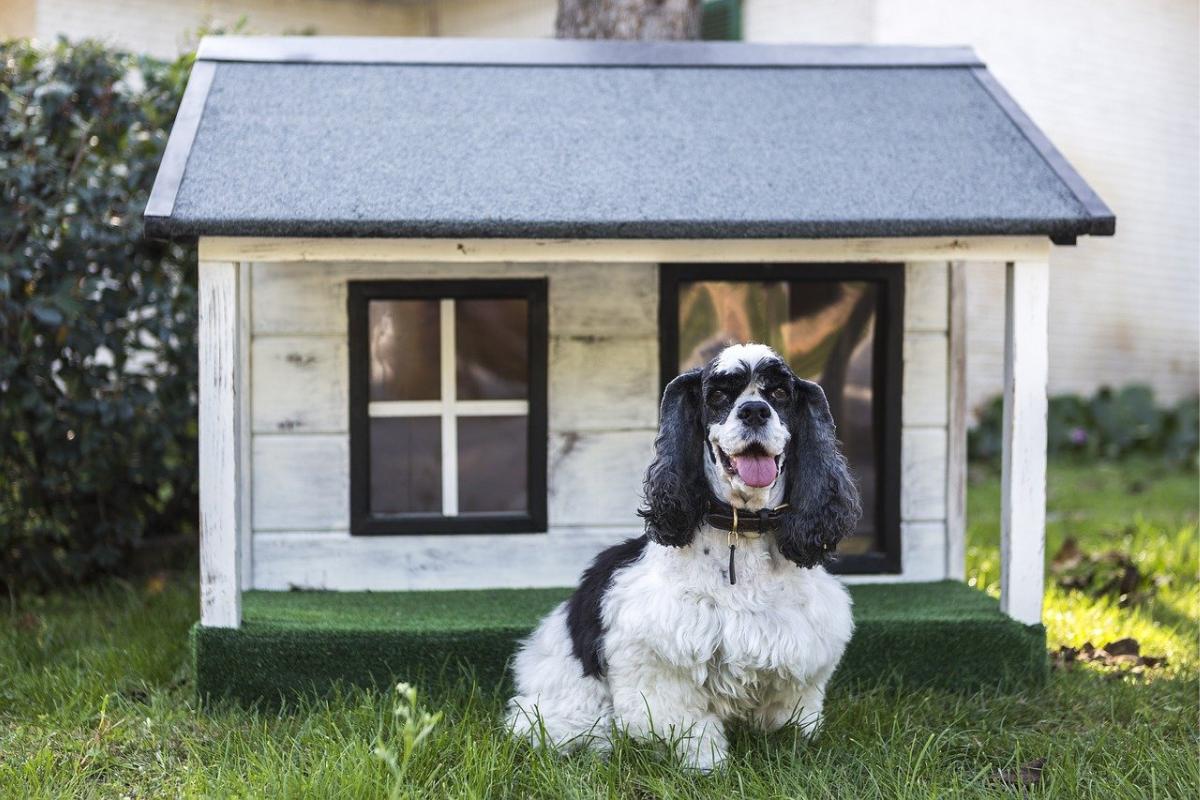 Cuchas para fashion perros caseras