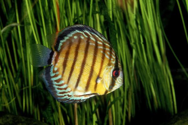 Peces de colores de agua dulce - Disco (Symphysodon aequifasciatus)