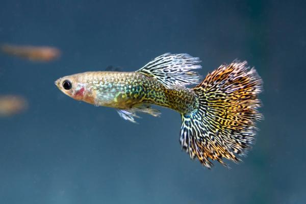 Peces de colores de agua dulce - Guppy (Poecilia reticulata)