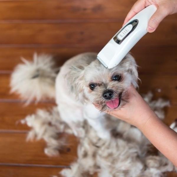 Pelo Para Perros Profesional Maquina De Cortar Pelo A Mascotas