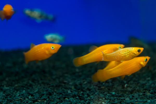 Peces de colores de agua dulce - Molly (Poecilia sphenops)