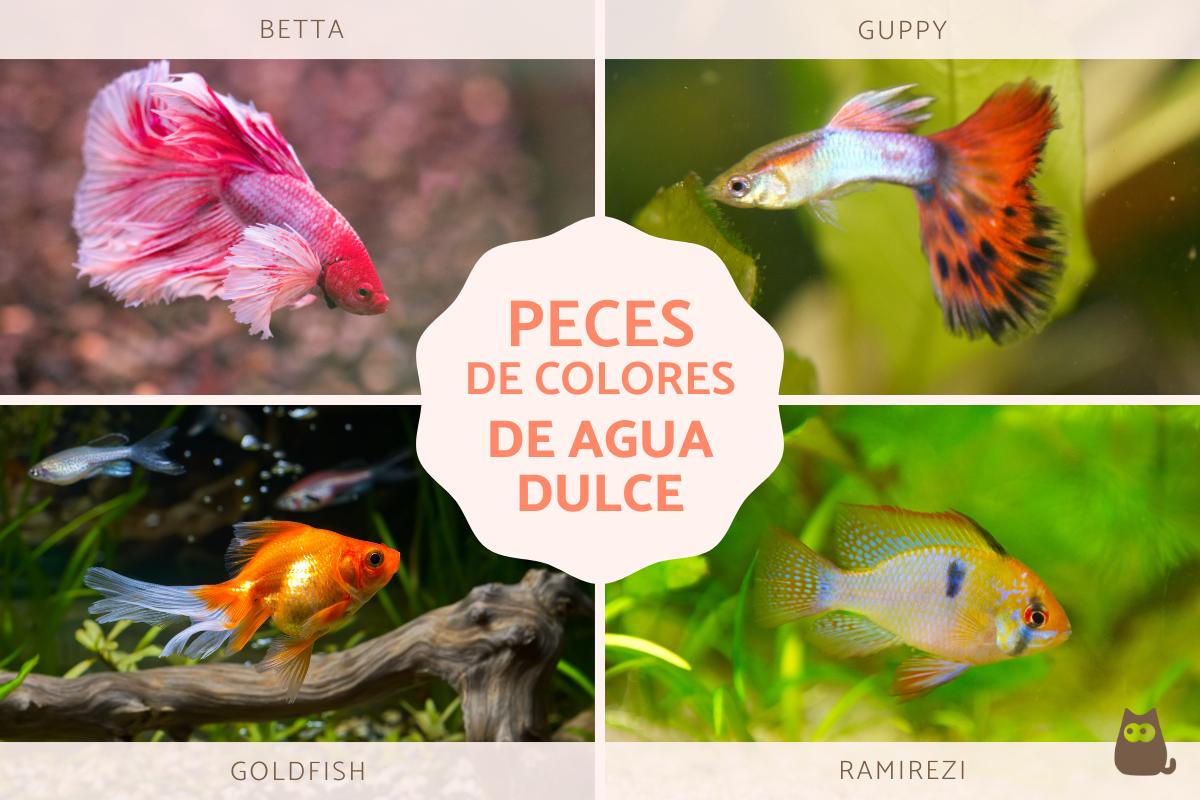 Peces de colores de agua dulce