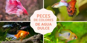 Peces de colores de agua dulce