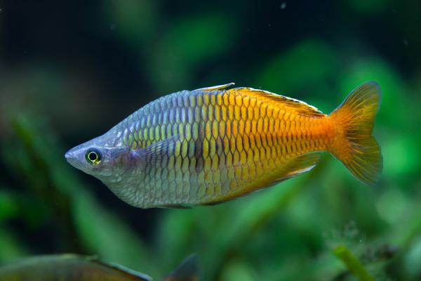 Peces de colores de agua dulce - Pez arcoíris (Melanotaenia boesemani)