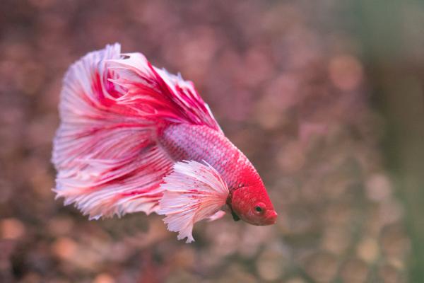 Peces de colores de agua dulce - Pez betta (Betta splendens)
