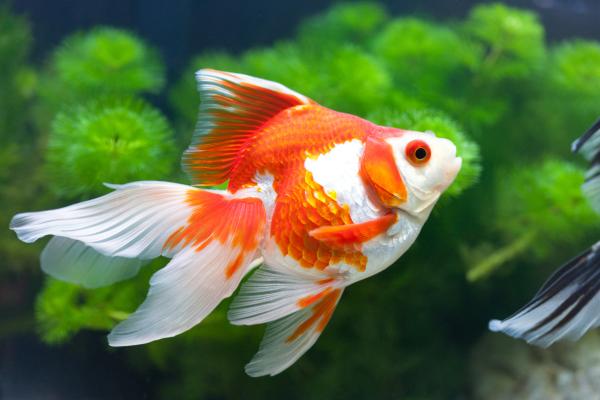 Peces de colores de agua dulce - Pez dorado (Carassius auratus)