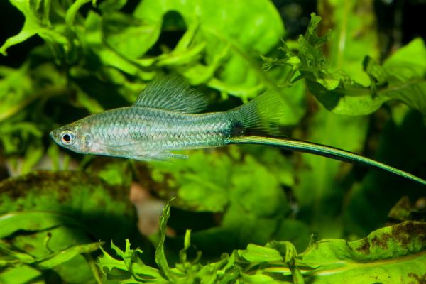 Peces de colores de agua dulce - Pez espada (Xiphophorus hellerii)