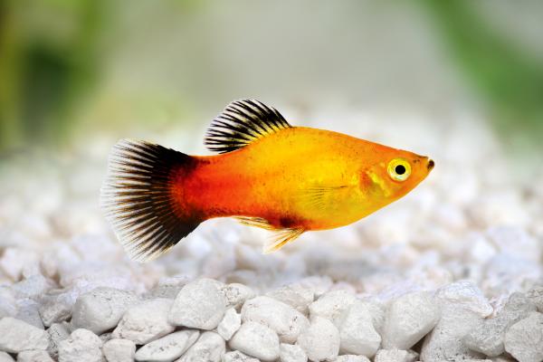 Peces de colores de agua dulce - Platy del sur (Xiphophorus maculatus)