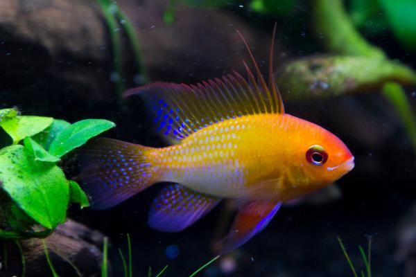 Peces de colores de agua dulce - Ramirezi (Mikrogeophagus ramirezi)