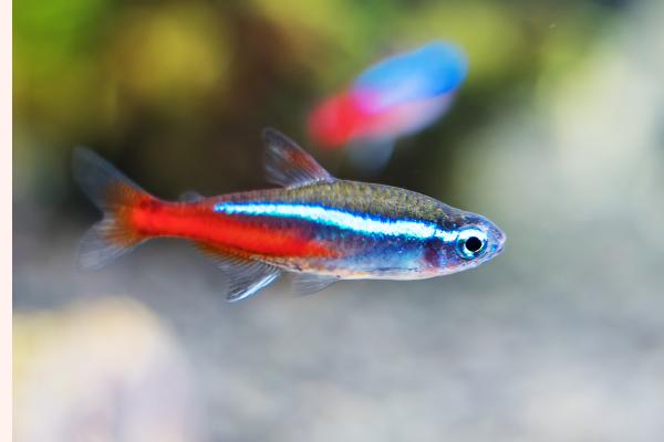 Peces de colores de agua dulce - Tetra neón (Paracheirodon innesi)