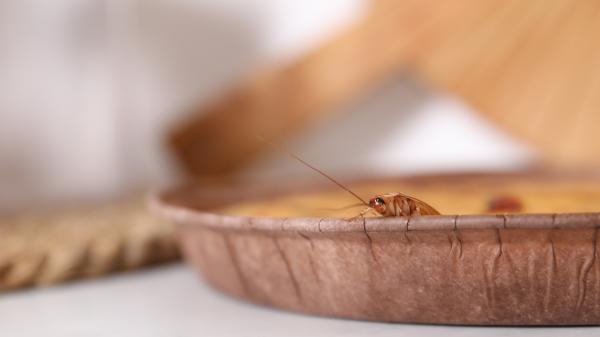 Si tienes cucarachas en casa, esto es lo que realmente significa y qué debes hacer - Utilizar un insecticida no es la mejor solución: la clave es prevenir su llegada a casa