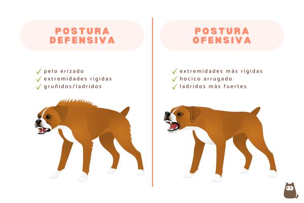 Mi perro ha matado a mi gato: causas y qué hacer - ¿Cómo saber si mi perro quiere atacar a mi otro gato?