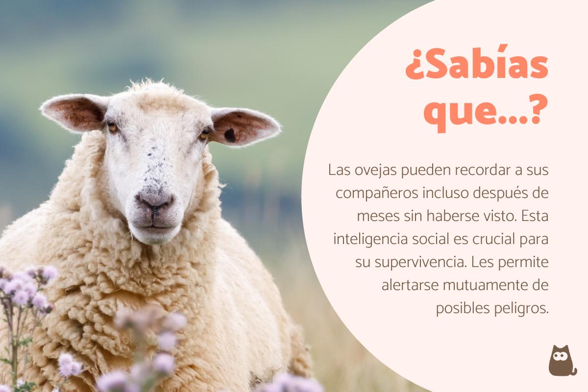 Curiosidades de las ovejas