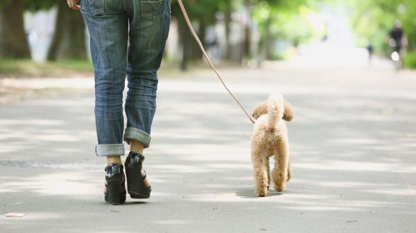 La Ley de Bienestar Animal lo deja claro: los perros no pueden ir sueltos por la calle (salvo estas excepciones) - Dónde puede ir tu perro sin correa: playas, parques y zonas autorizadas por cada ayuntamiento