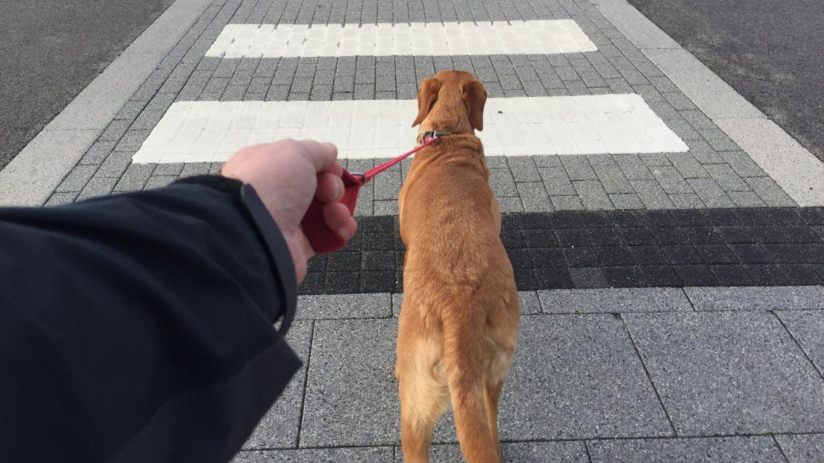 La Ley de Bienestar Animal lo deja claro: los perros no pueden ir sueltos por la calle (salvo estas excepciones)
