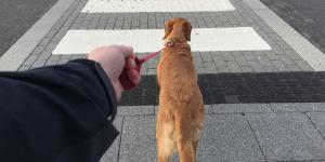 La Ley de Bienestar Animal lo deja claro: los perros no pueden ir sueltos por la calle (salvo estas excepciones)