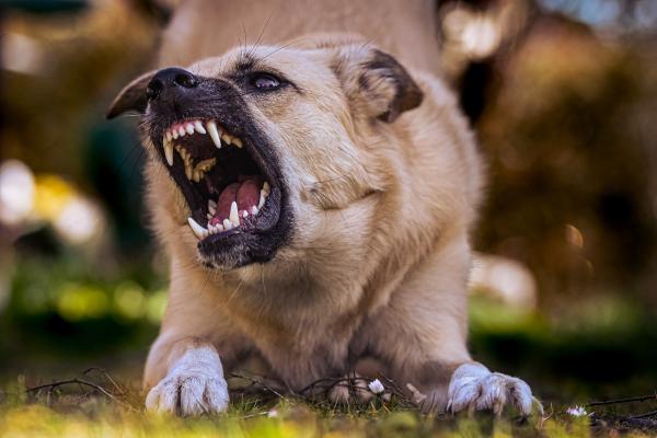 Mi perro ha matado a mi gato: causas y qué hacer