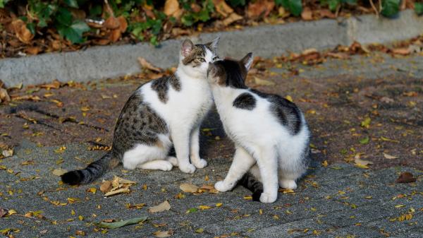 Más de 350 entidades de protección animal convocan una manifestación estatal el 6 de septiembre por los gatos comunitarios: “Tienen ley, pero no se está cumpliendo” - El 6 de septiembre, más de 350 entidades de protección animal reclamarán que se cumpla la ley
