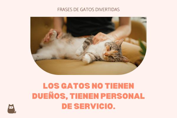 Frases de gatos graciosas - Frases de gatos divertidas