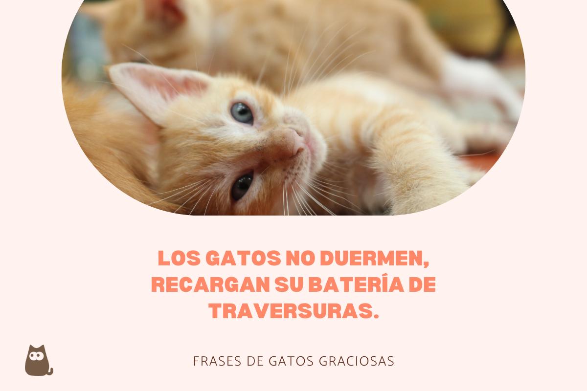 Frases de gatos graciosas
