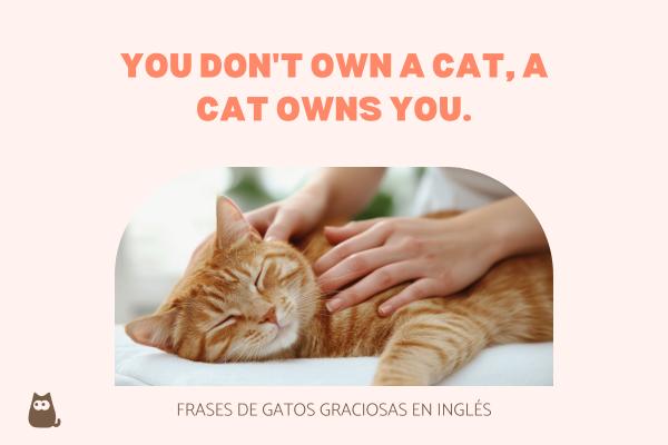 Frases de gatos graciosas - Frases de gatos graciosas en inglés