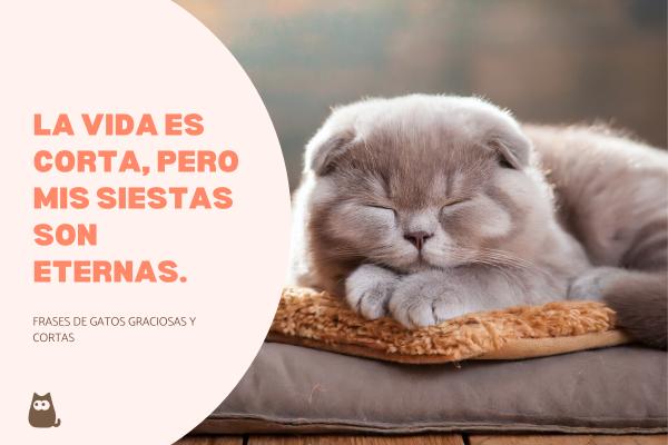 Frases de gatos graciosas - Frases de gatos graciosas y cortas