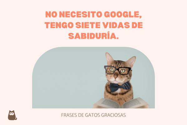 Frases de gatos graciosas - Frases sobre gatos graciosas