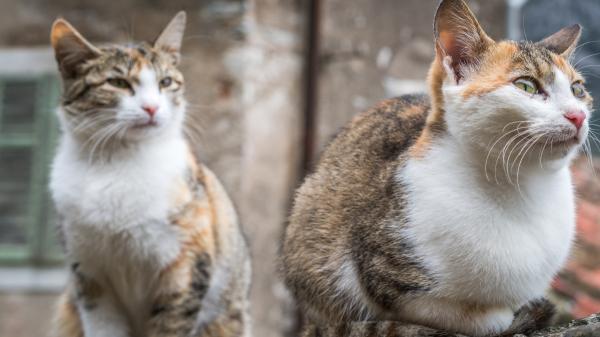 Más de 350 entidades de protección animal convocan una manifestación estatal el 6 de septiembre por los gatos comunitarios: “Tienen ley, pero no se está cumpliendo” - Los gatos comunitarios ya tienen una ley, pero falta lo más importante: cumplirla