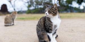 Más de 350 entidades de protección animal convocan una manifestación estatal el 6 de septiembre por los gatos comunitarios: “Tienen ley, pero no se está cumpliendo”