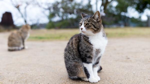 Más de 350 entidades de protección animal convocan una manifestación estatal el 6 de septiembre por los gatos comunitarios: “Tienen ley, pero no se está cumpliendo”