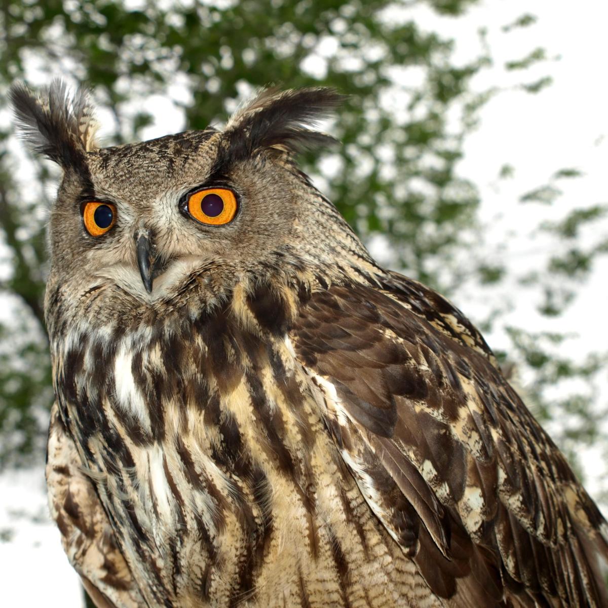 Alimentación del búho real