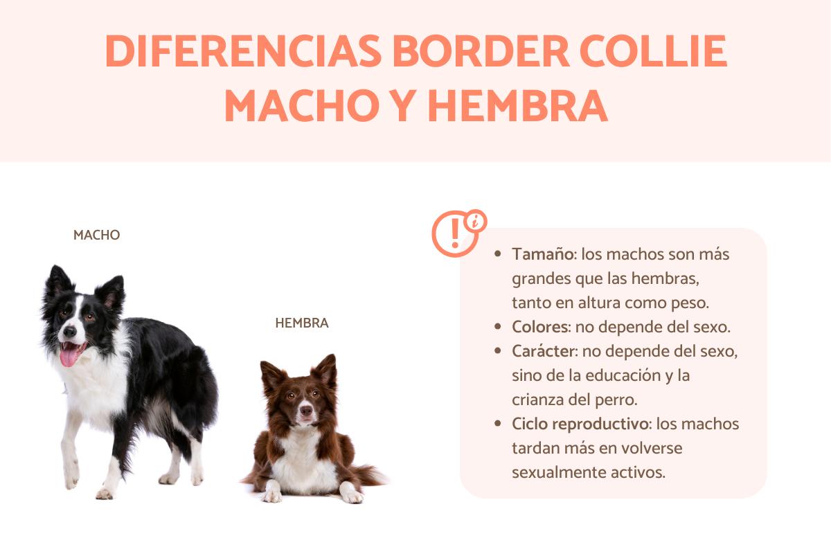 Diferencias entre border collie macho y hembra