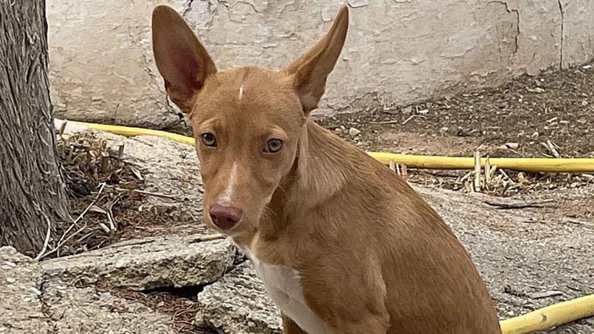 La historia de Pacharán, el cachorro abandonado que apareció durante el rodaje de ‘La bola negra’ y terminó siendo adoptado por Javier Calvo