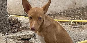 La historia de Pacharán, el cachorro abandonado que apareció durante el rodaje de ‘La bola negra’ y terminó siendo adoptado por Javier Calvo