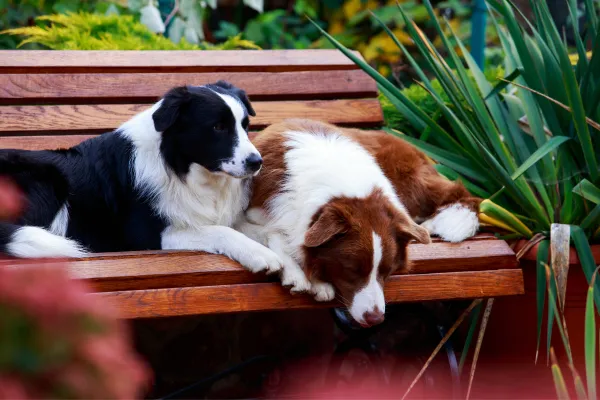 a que edad entran en celo los border collies