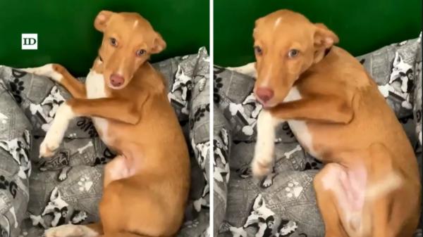 La historia de Pacharán, el cachorro abandonado que apareció durante el rodaje de ‘La bola negra’ y terminó siendo adoptado por Javier Calvo - Pacharán se convirtió en uno más del equipo de ‘La bola negra’