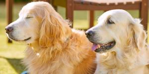 Tipos de golden retriever