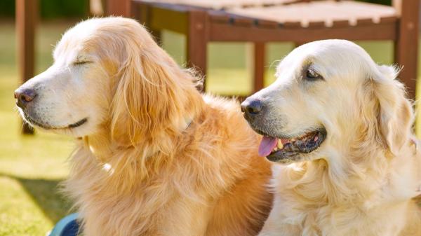 Tipos de golden retriever