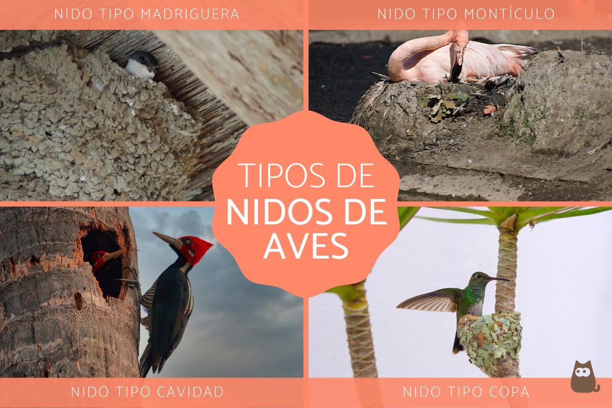 Tipos de nidos de aves