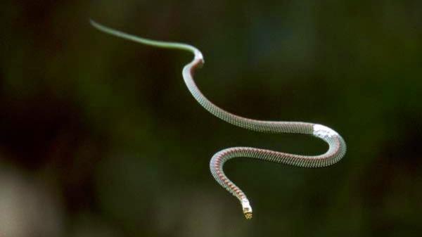 Parece ciencia ficción pero es real: estas serpientes “vuelan” sin tener alas (y así lo hacen) - El secreto de estas serpientes: no vuelan, planean