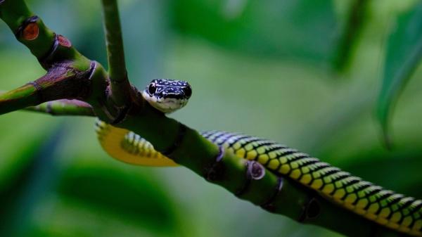 Parece ciencia ficción pero es real: estas serpientes “vuelan” sin tener alas (y así lo hacen) - Existen las serpientes voladoras, pero no son como crees