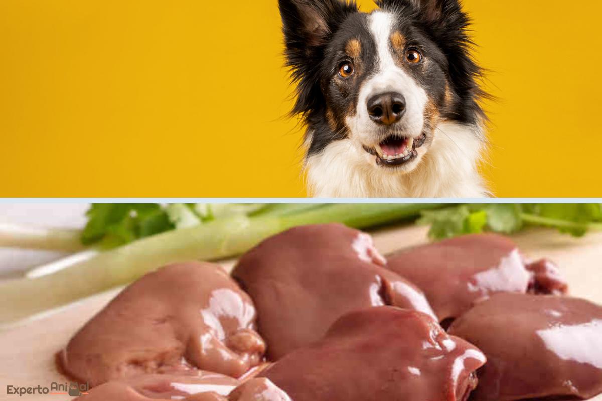 ¿Los perros pueden comer riñón?